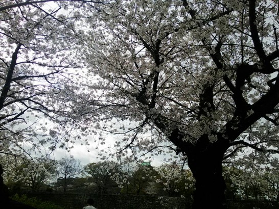 毎年恒例!?大阪城公園での花見＆BBQコンパの収穫は？
